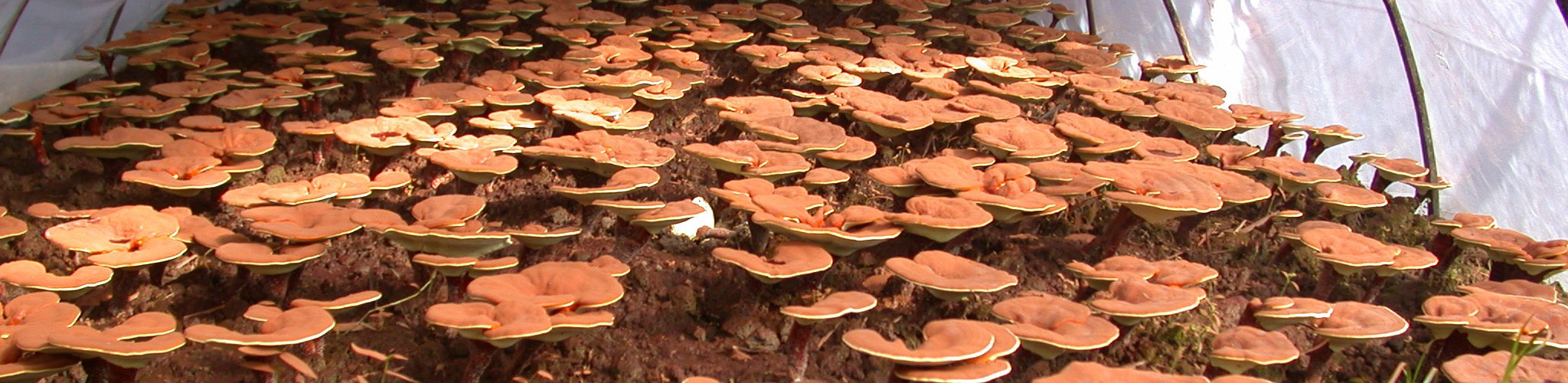 Organic Mushrooms banner