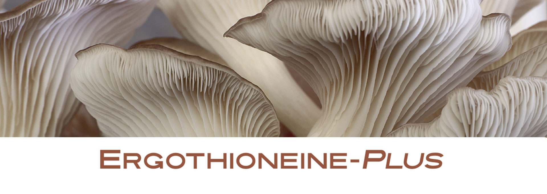 Ergothioneine-Plus banner