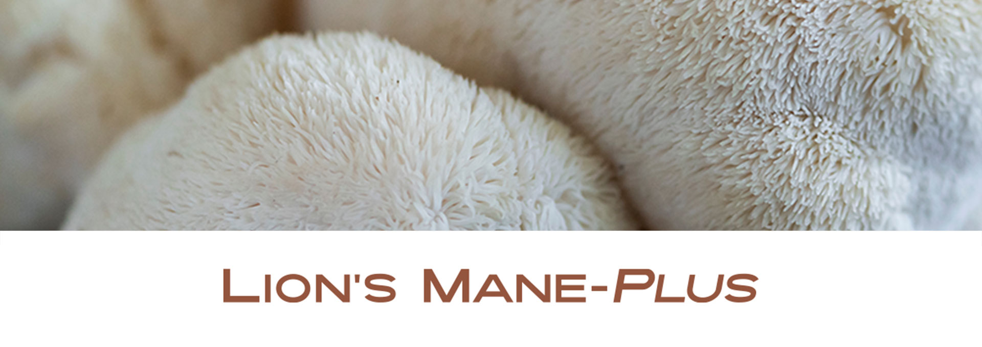 Lions-Mane-Plus banner
