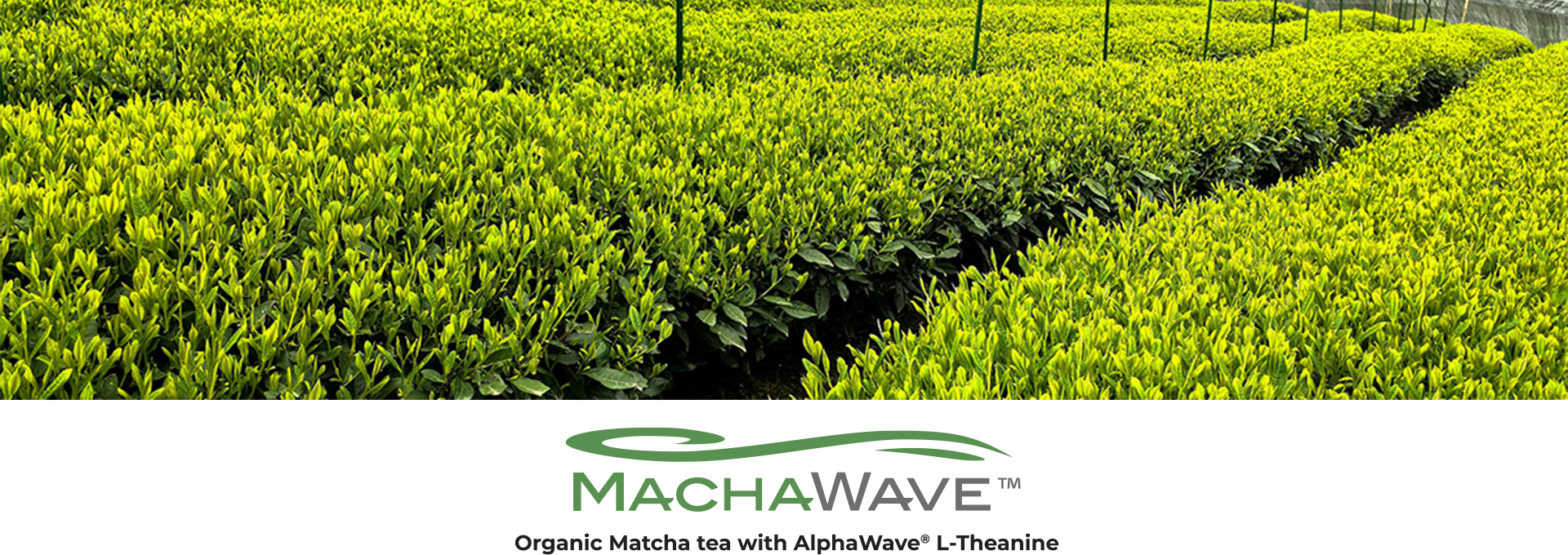 MachaWave Banner